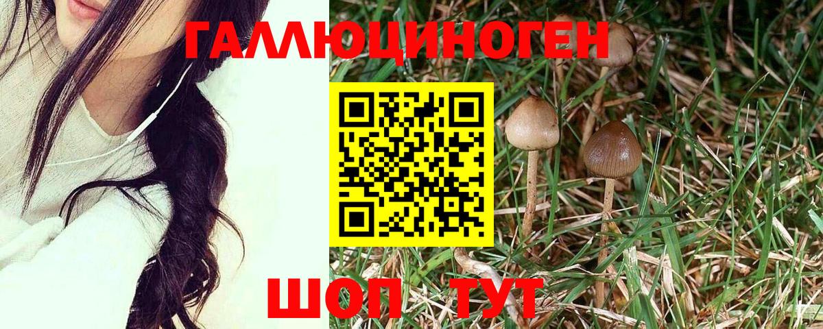 Сочи  Галлюциногенные грибы Cubensis  Галлюциногенные грибы прущие грибы  Вход с VPN 